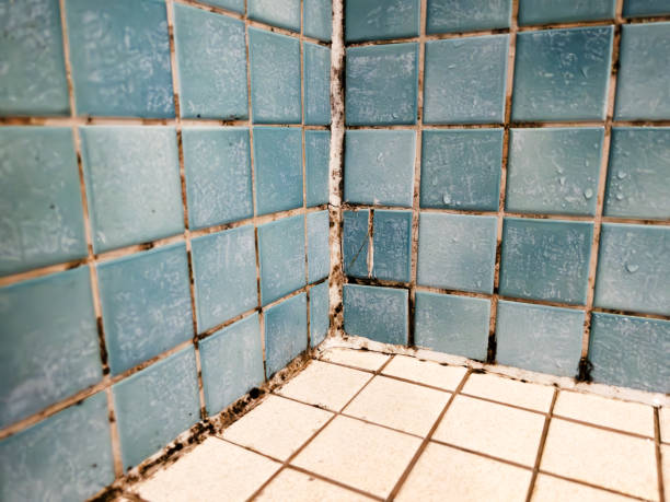 Reliable Pelican Bay, FL Mold Removal Solutions